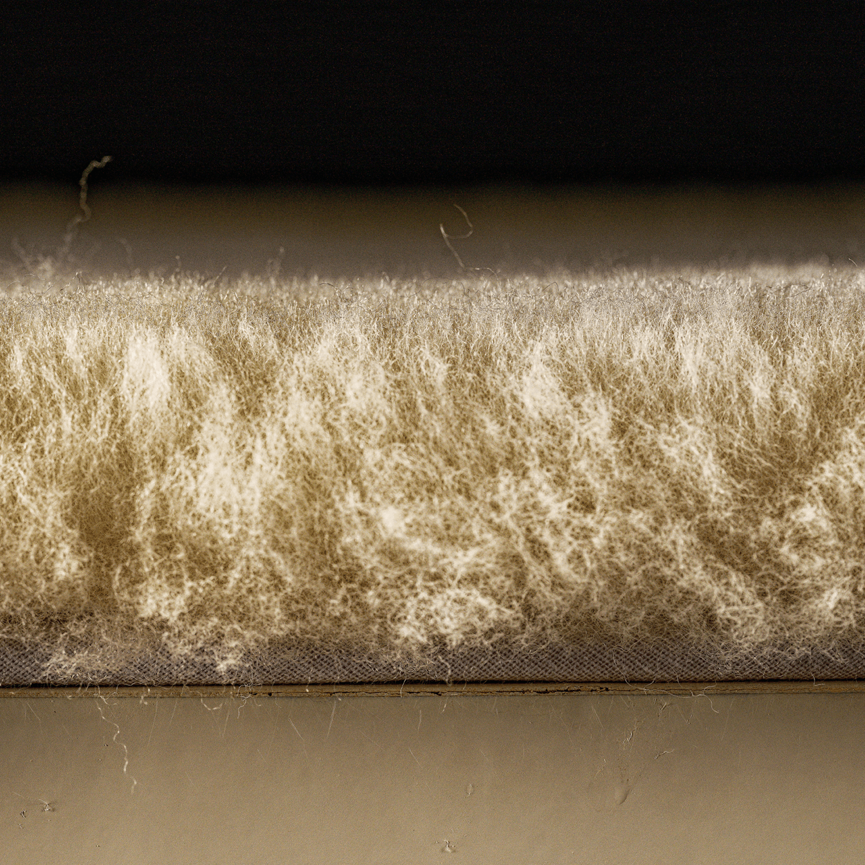 Querschnitt Schaffell weiß, Felllänge geschoren