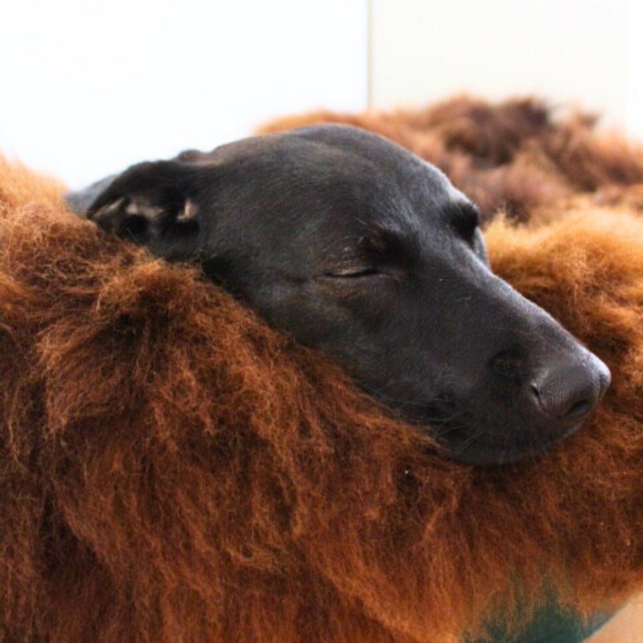 braunes Hundekissen, Schaffell