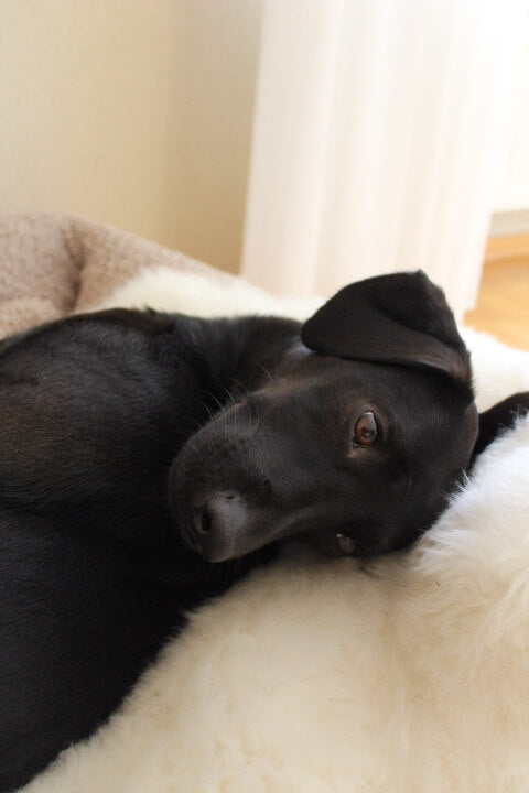 Schaffell für Hunde, waschbar