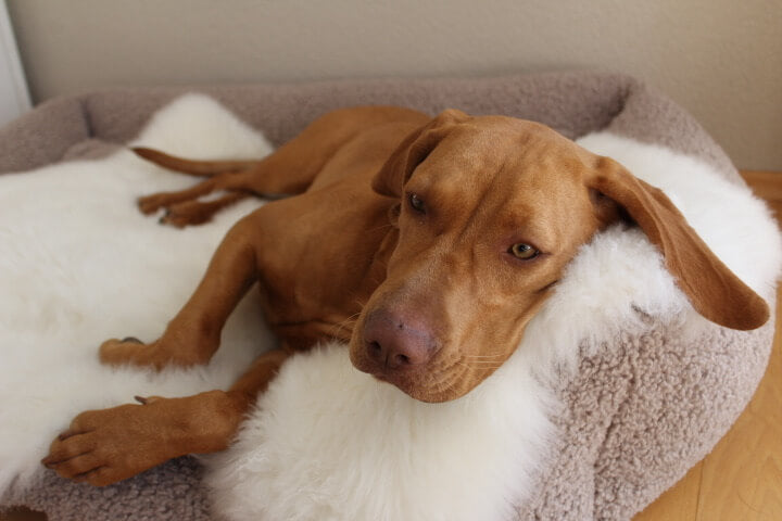 Sind Schaffelle die perfekte Wahl für Ihren Hund?