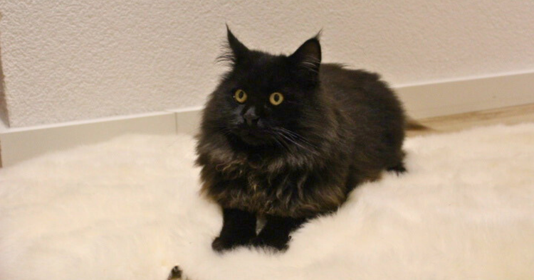 Felle für Katzen