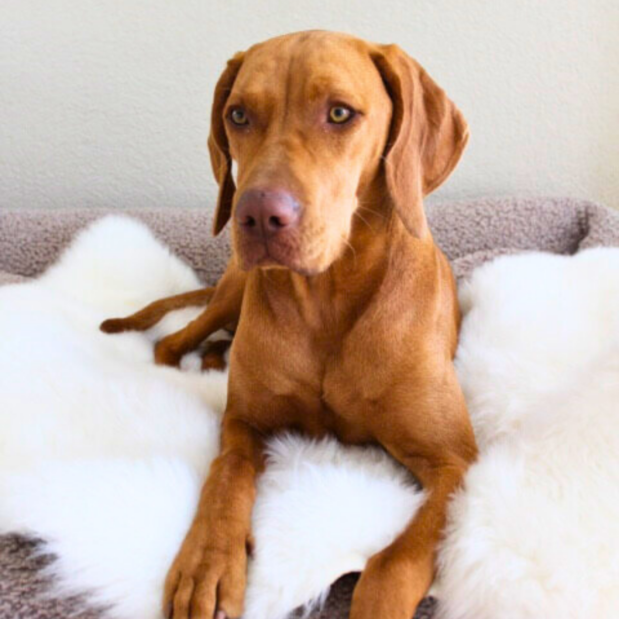 Ein Hund schläft auf einem kuscheligen Schaffell vor einem Kamin.