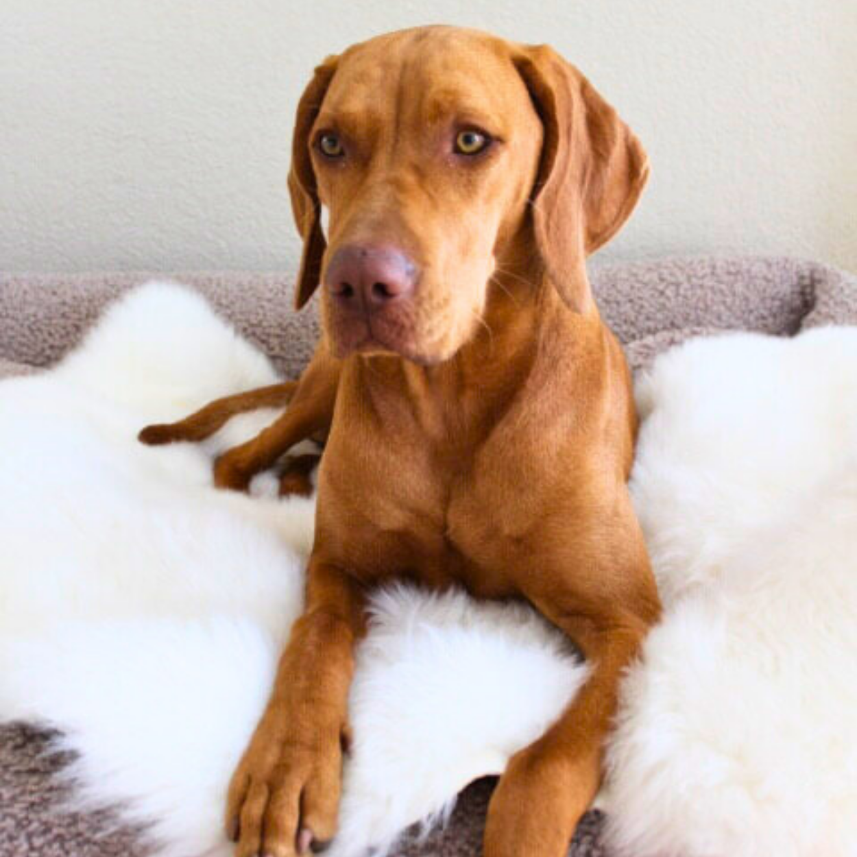 Hundedecke Schaffell - weiß