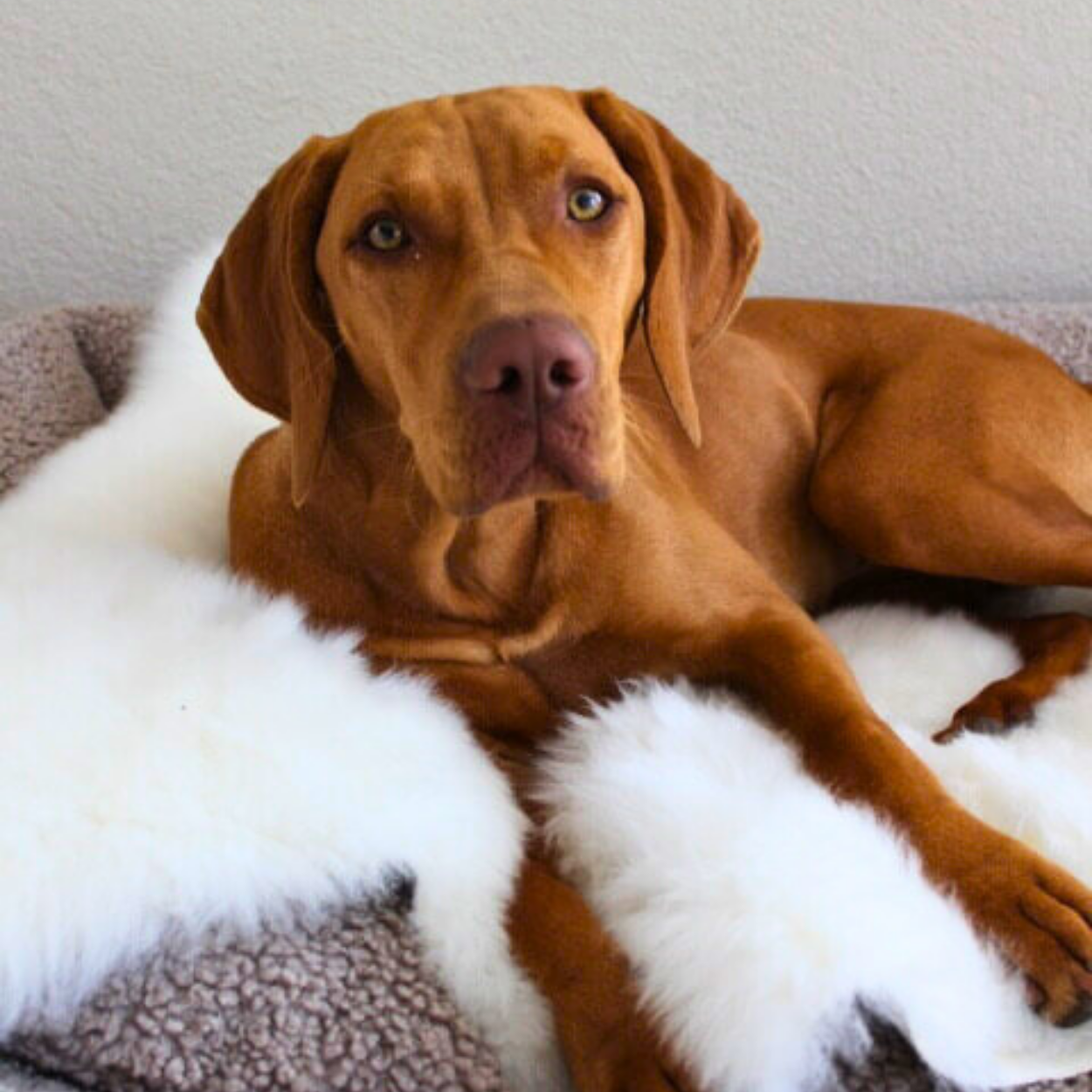 Lammfell für Hunde - weiß