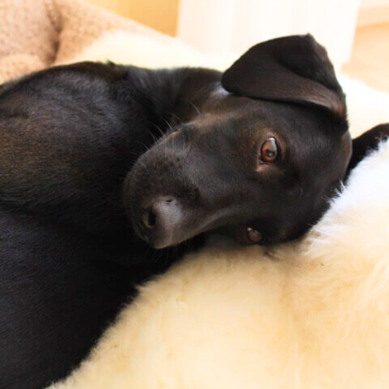 2. Wahl Schaffell, waschbar