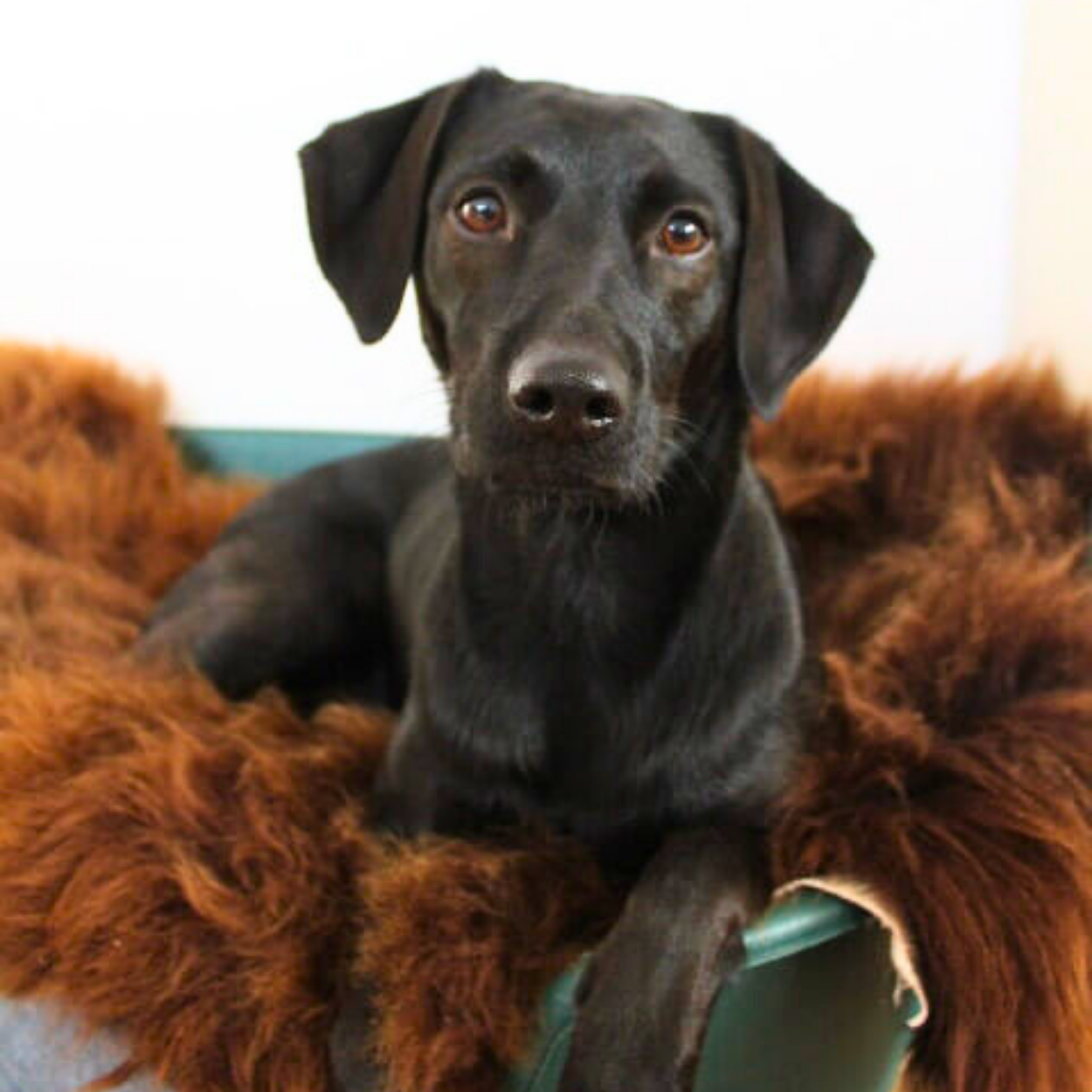 2. Wahl Schaffell - braun