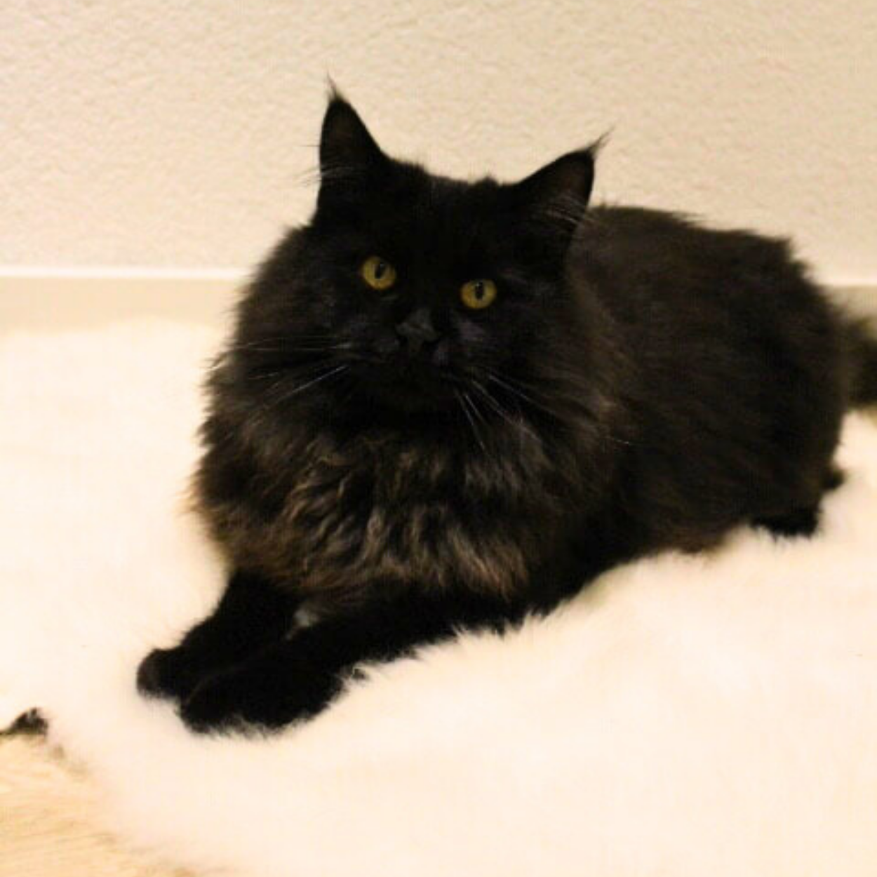 Schaffelldecke für Katzen - weiß