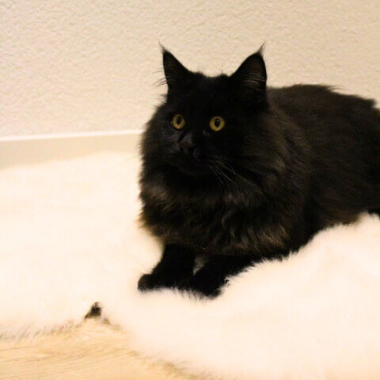 Schaffelldecke für Katzen - weiß