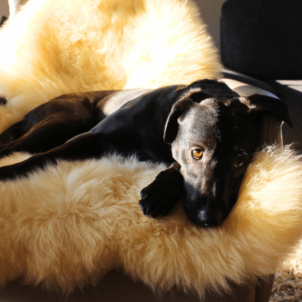 Schaffell für Hunde - waschbar - Gerberei TRAUTWEIN
