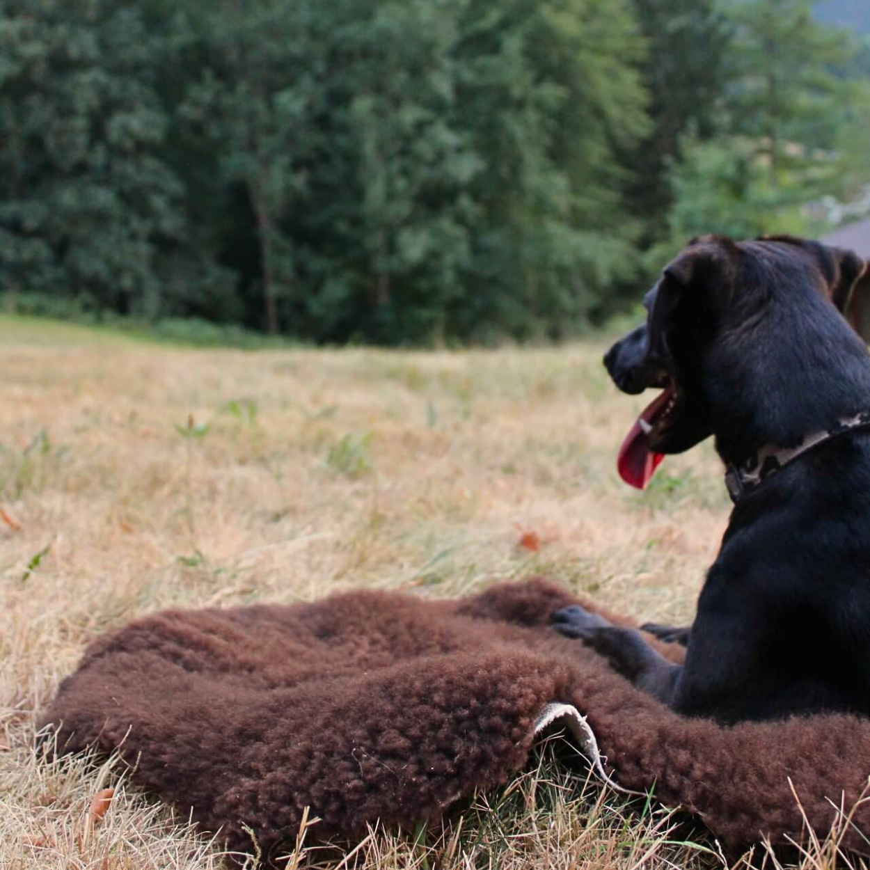 Schaffell für Hunde - braun - Gerberei TRAUTWEIN